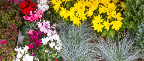 Andreas Hopf Blumen und mehr - Foto: www.peppUP.de