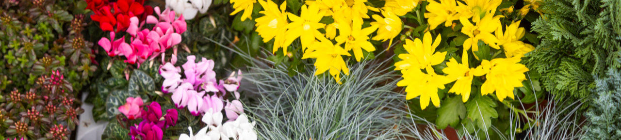 Andreas Hopf Blumen und mehr - Foto: www.peppUP.de