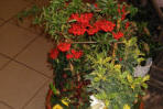Hochzeit - Trauer - Jubiläum - Blumenschmuck