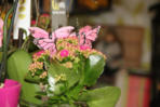 Post, Lotto, Blumen, Geschenke u.v.m.